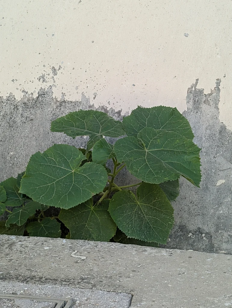 Paulownia Tomentosa