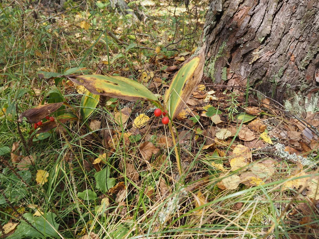 Convallaria Majalis