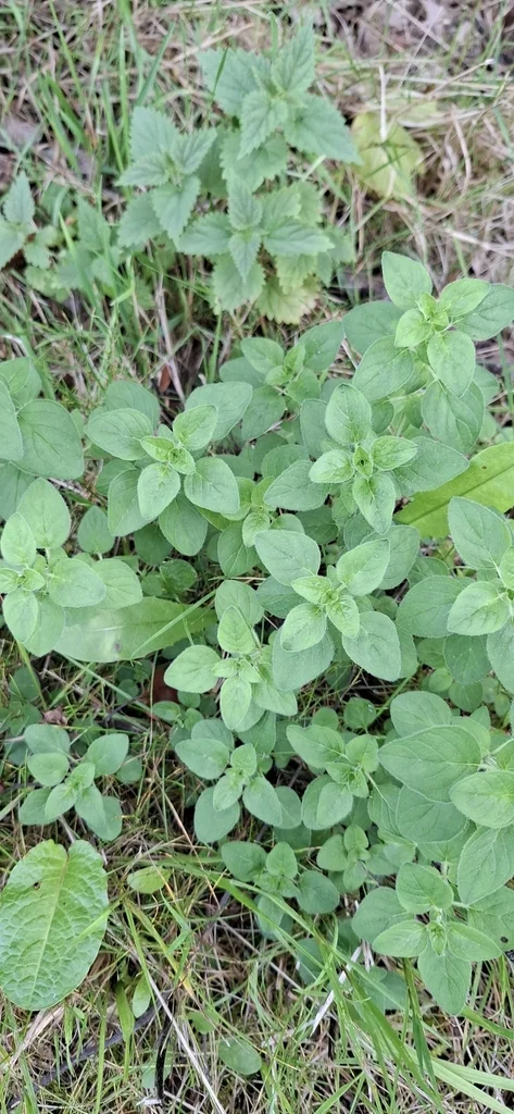 Origanum Vulgare
