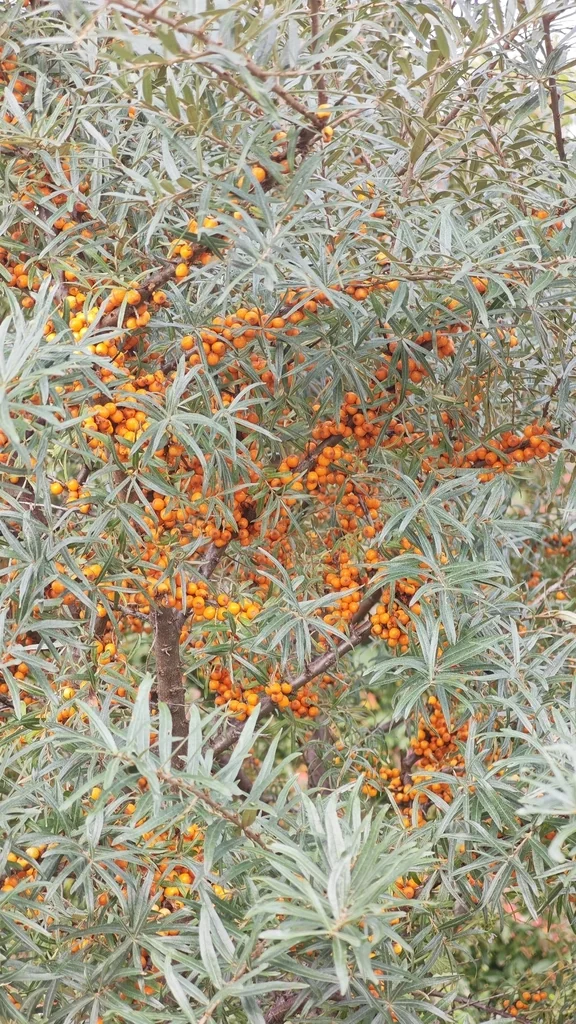 Hippophae Rhamnoides