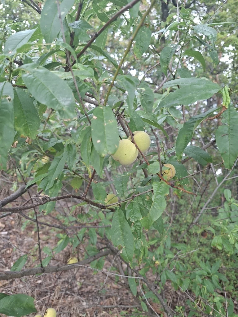 Prunus Persica