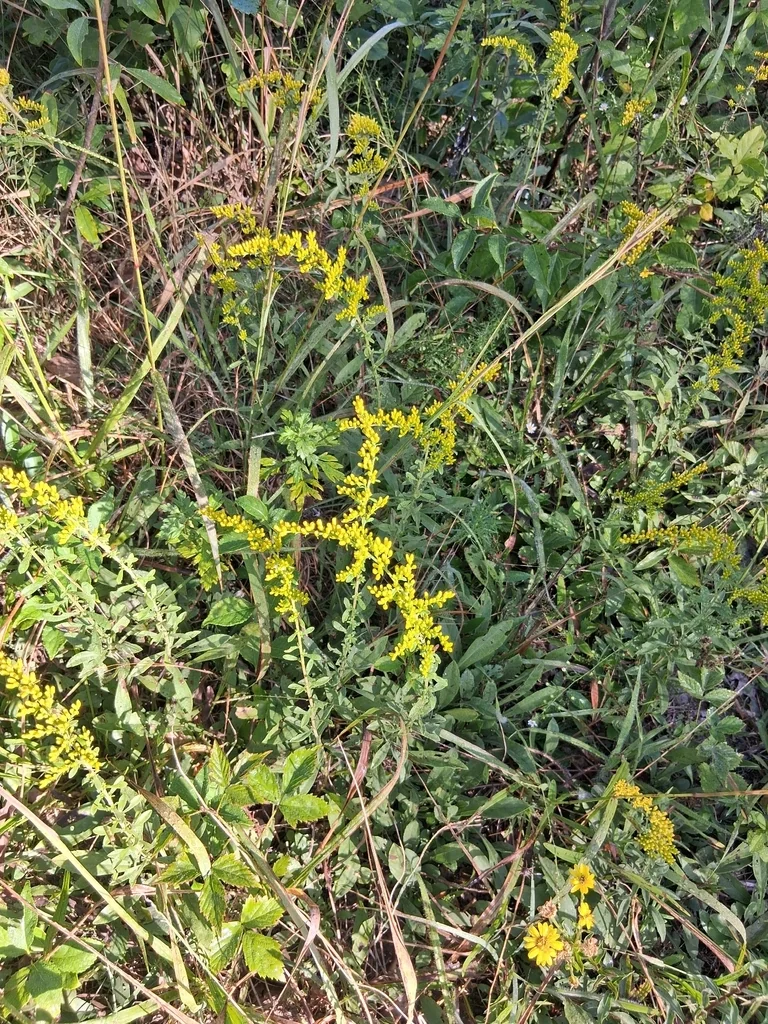 Solidago Nemoralis