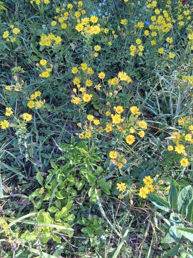 Chrysopsis Mariana