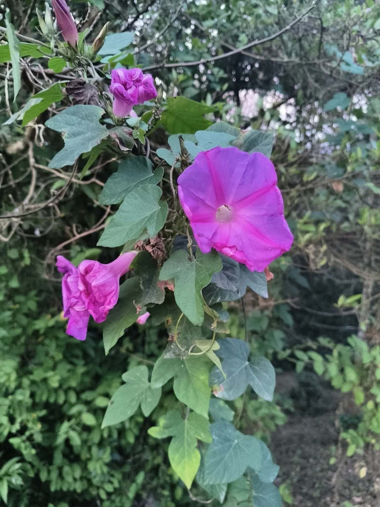 Ipomoea Indica