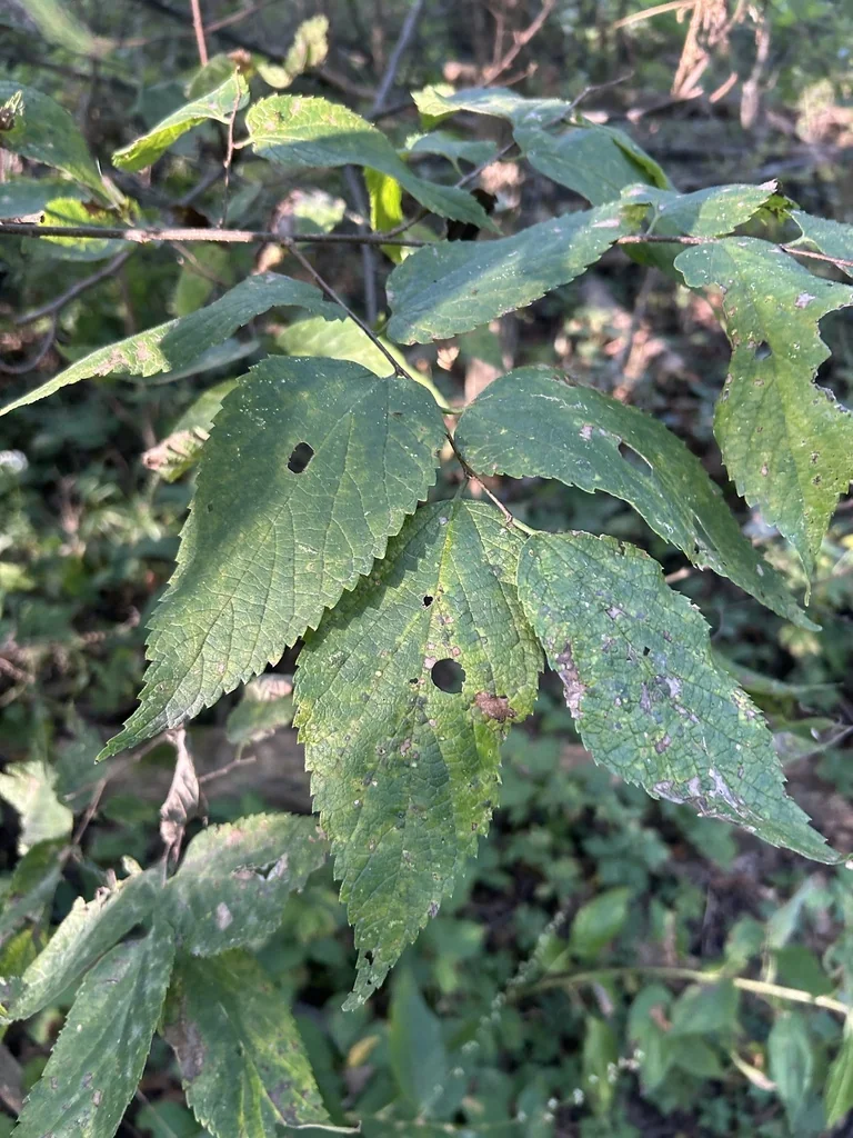 Celtis Occidentalis