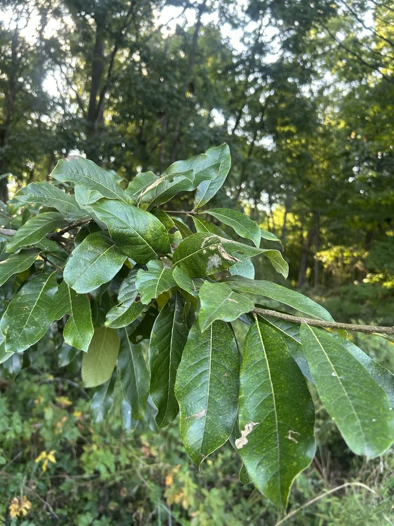 Quercus Imbricaria
