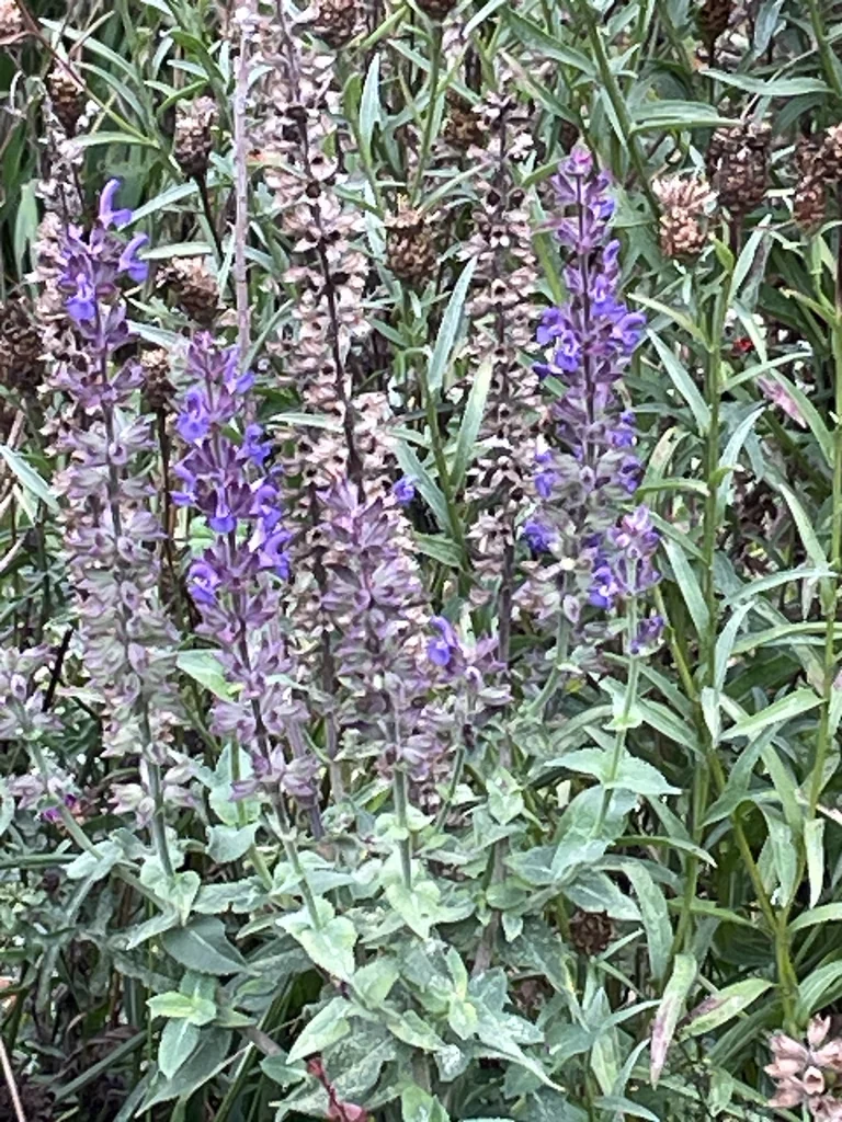 Salvia nemorosa