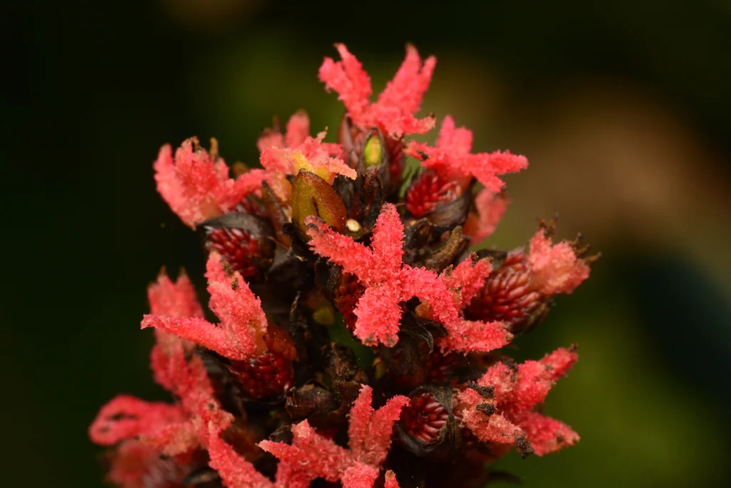 Ricinus Communis
