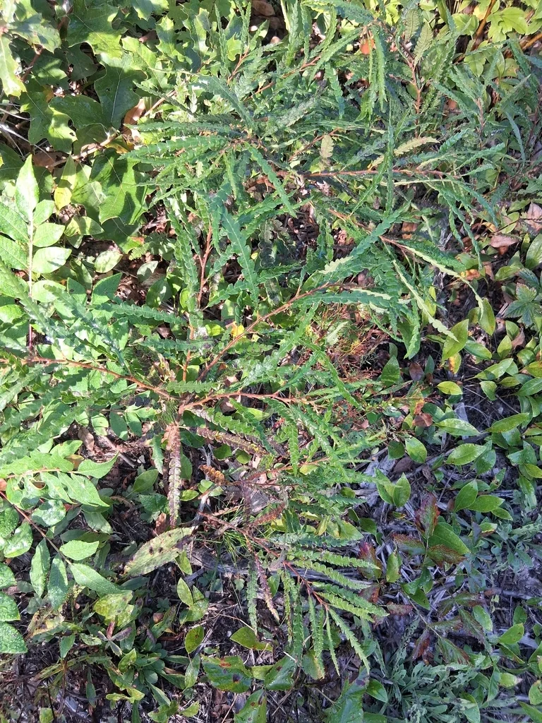 Comptonia Peregrina