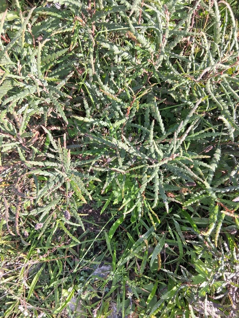 Comptonia Peregrina