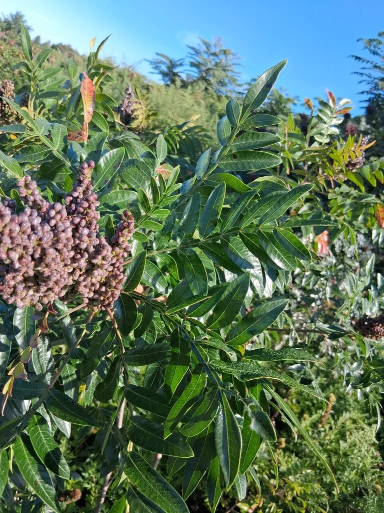 Rhus Copallina