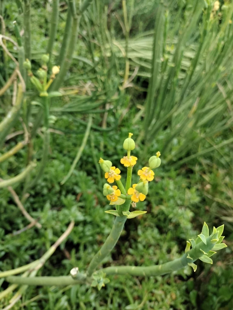Euphorbia Mauritanica