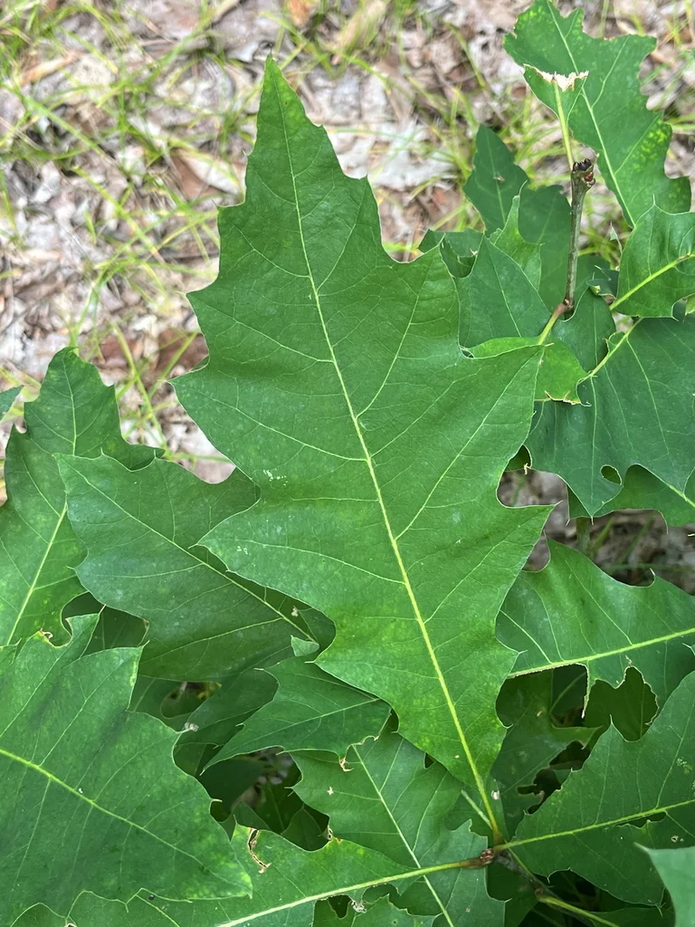 Quercus Shumardii