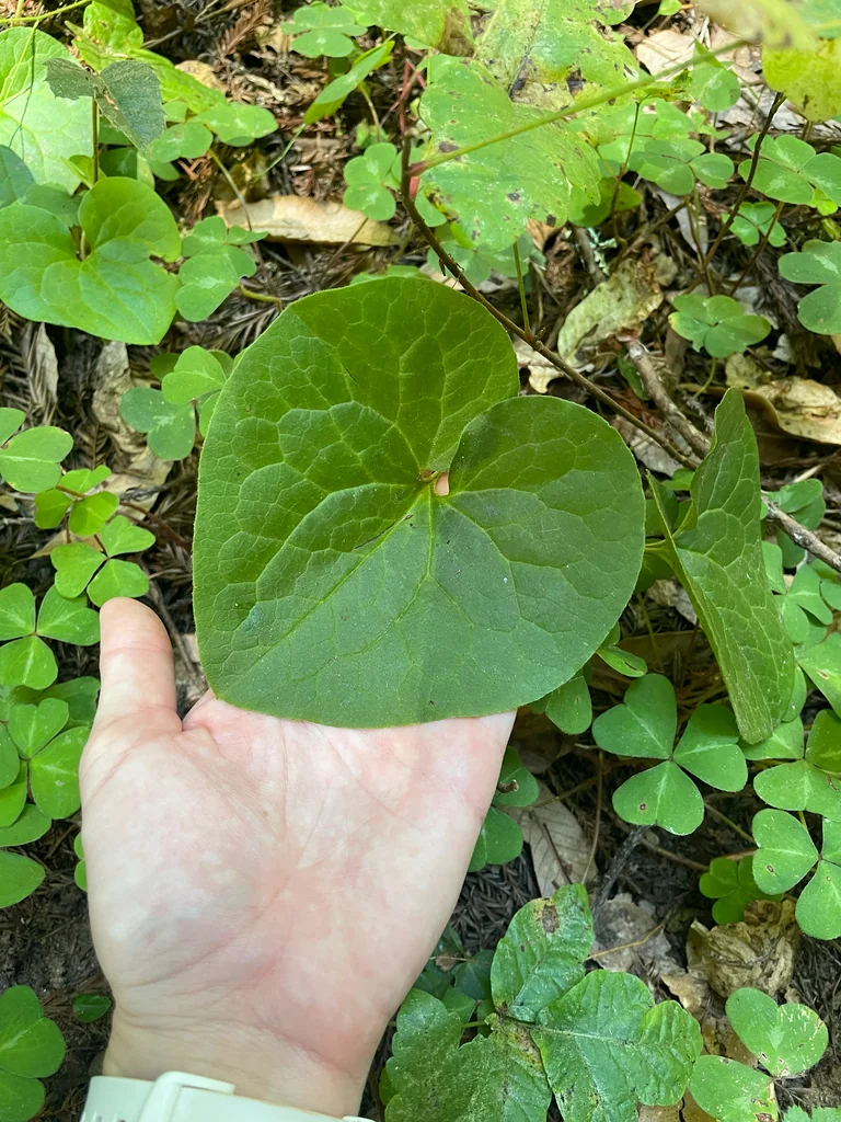 Asarum Caudatum