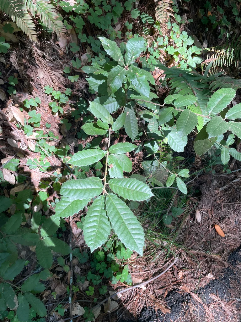 Notholithocarpus Densiflorus