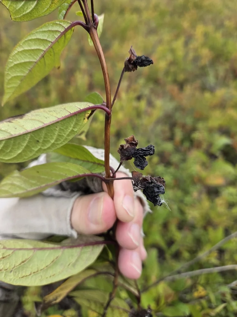 Lonicera Involucrata