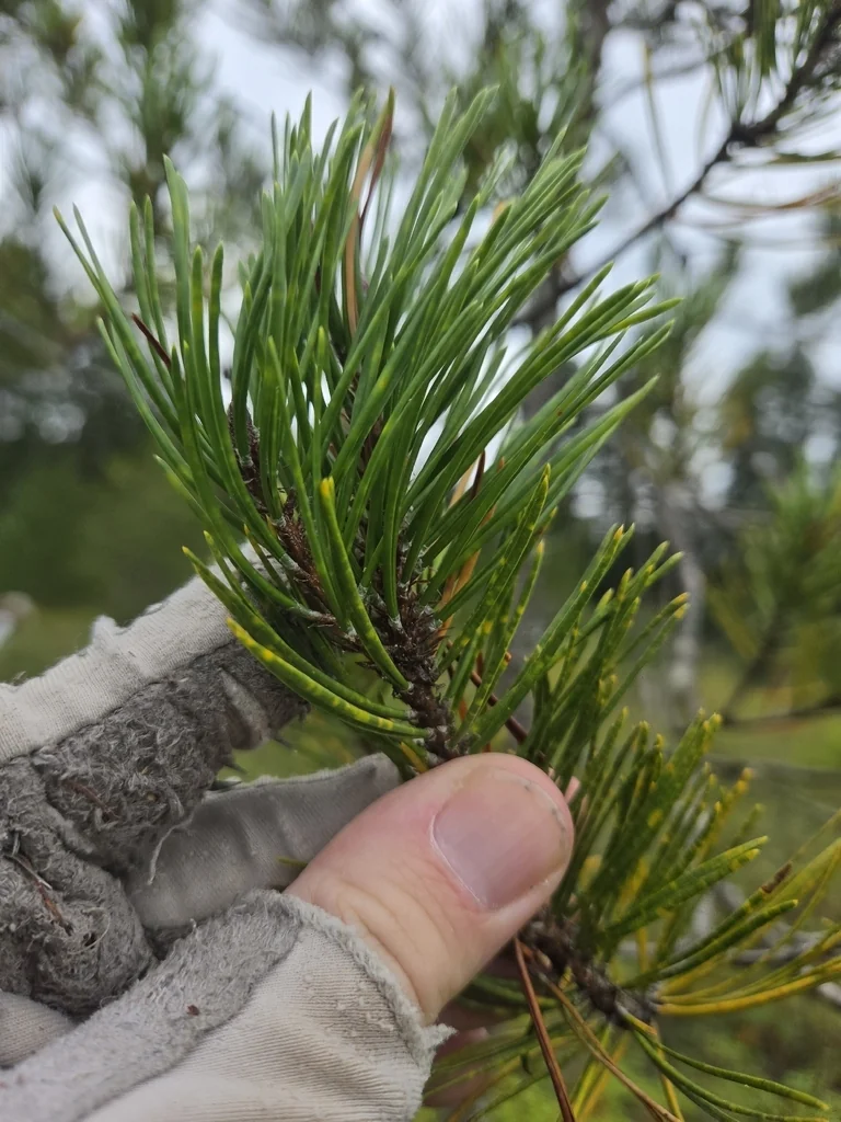 Pinus Contorta