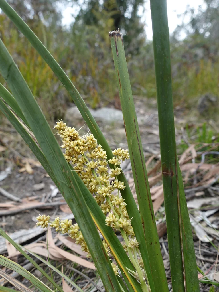 Lomandra Longifolia