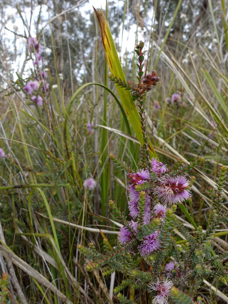 Melaleuca Gibbosa