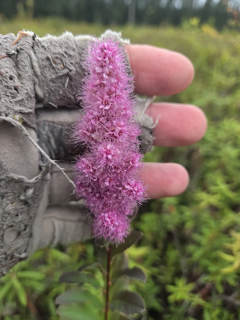 Spiraea Douglasii
