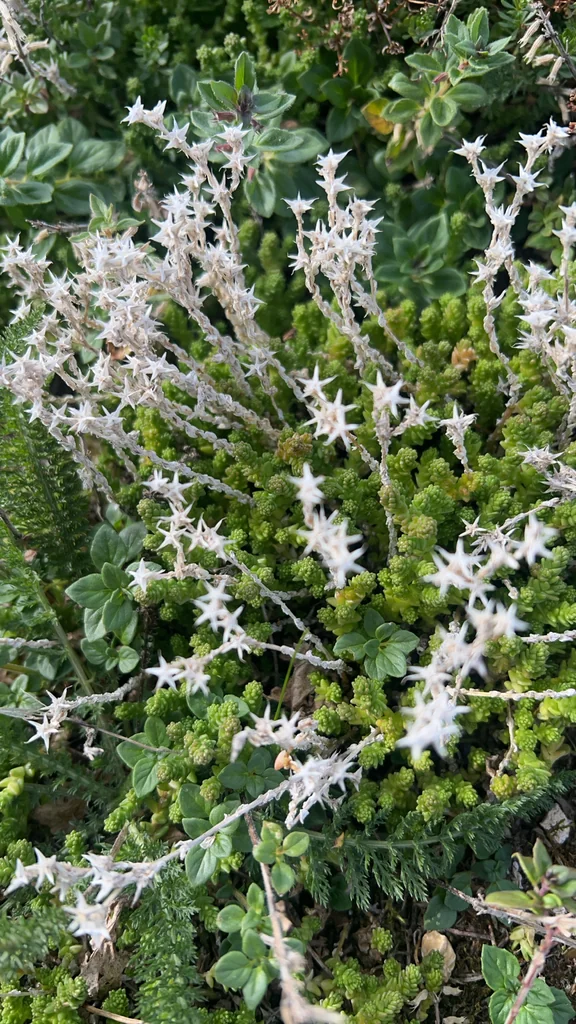 Sedum Acre