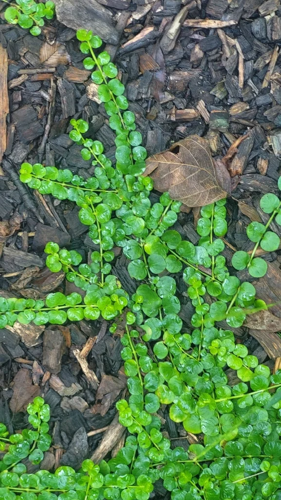 Lysimachia Nummularia