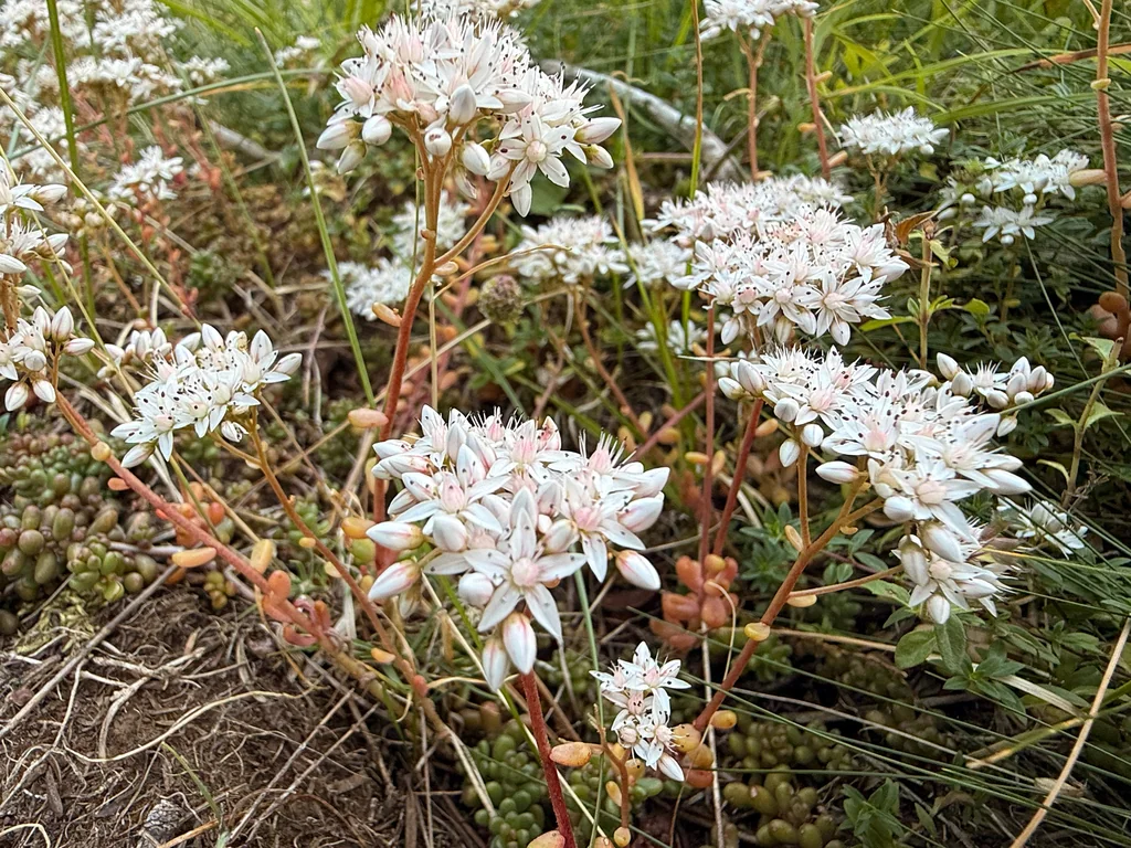 Sedum Album