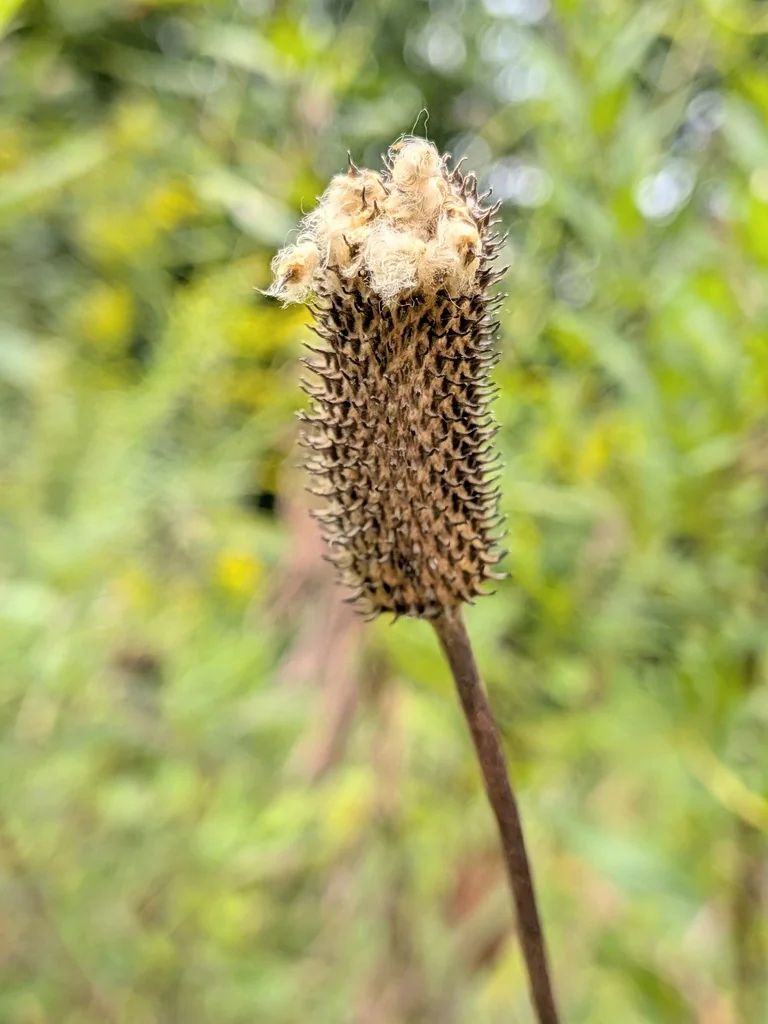 Anemone Virginiana