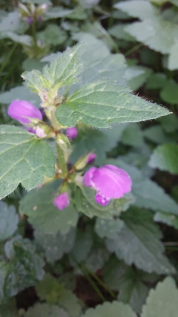 Lamium maculatum
