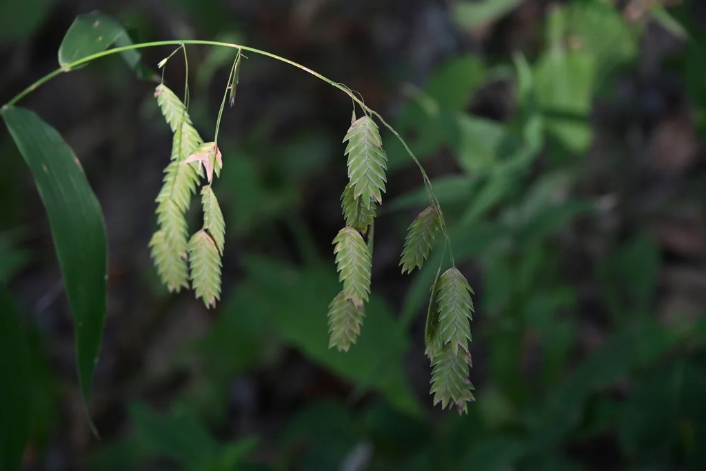 Chasmanthium Latifolium