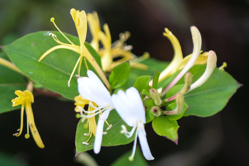 Lonicera Japonica