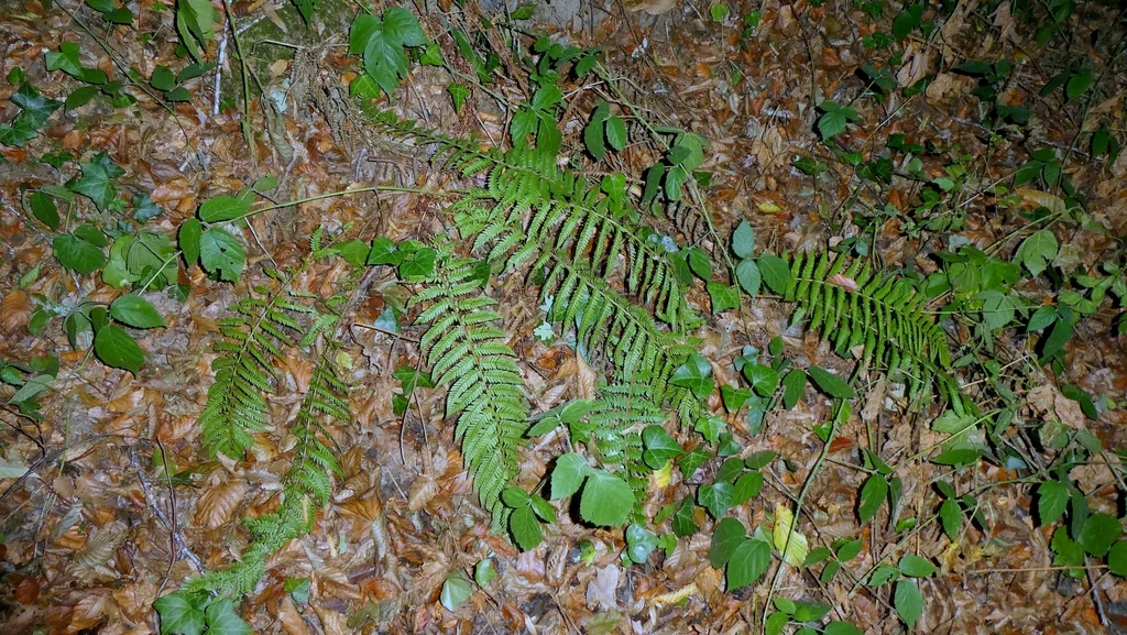 Polystichum Setiferum