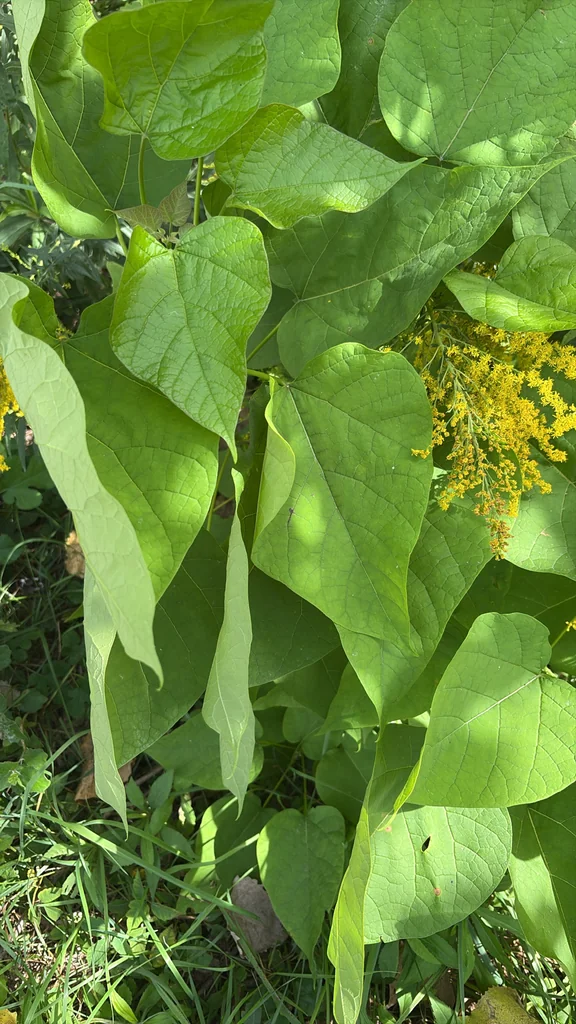 Catalpa Speciosa