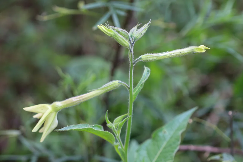 Nicotiana Alata