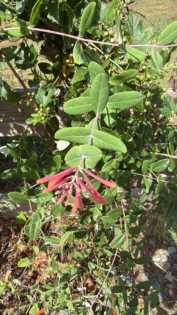 Lonicera Sempervirens