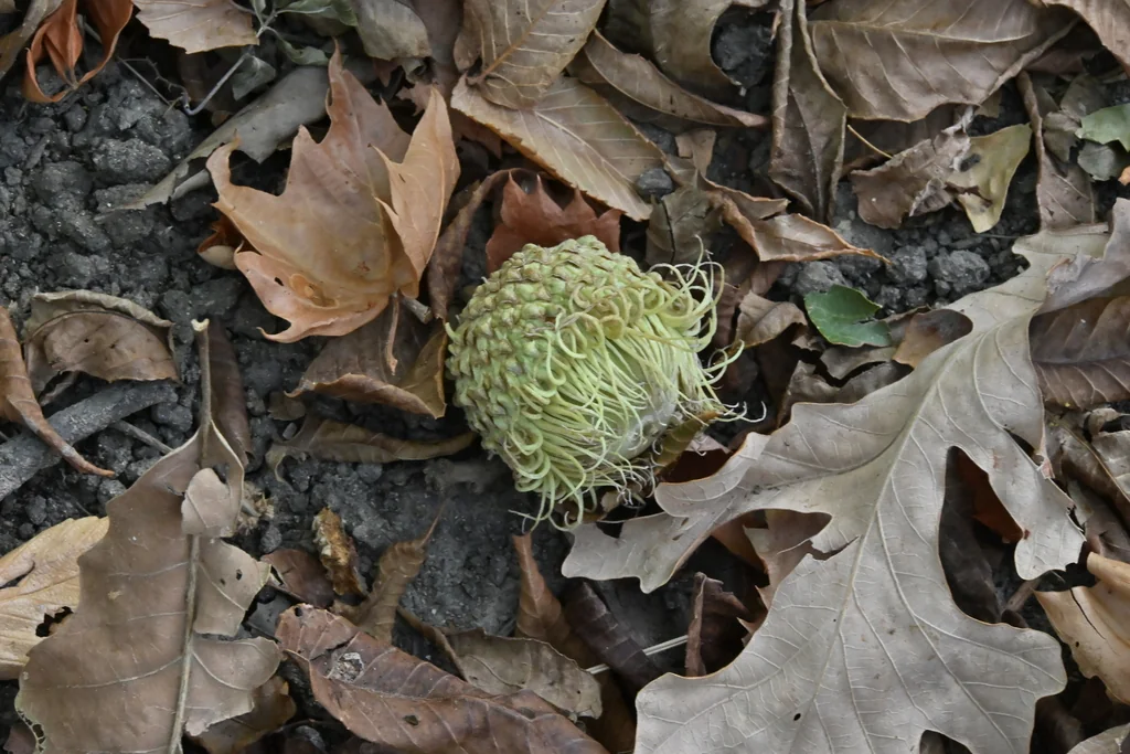 Quercus Macrocarpa