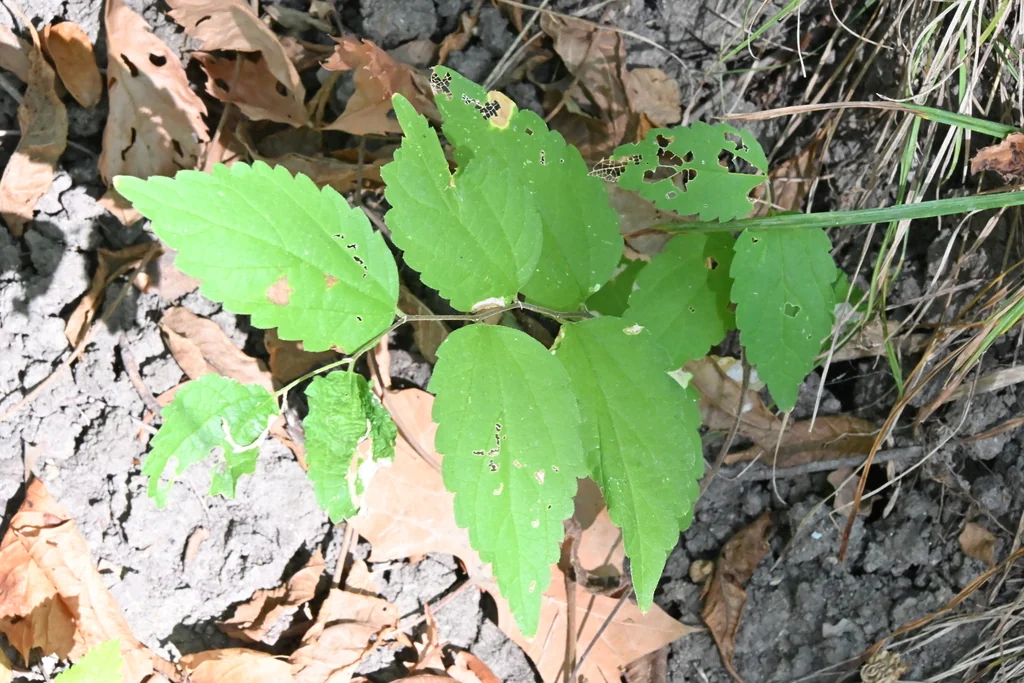 Celtis Laevigata