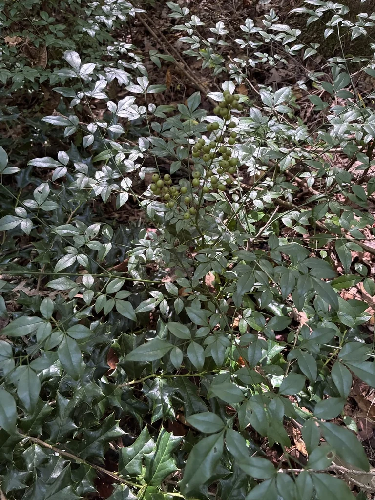 Nandina Domestica
