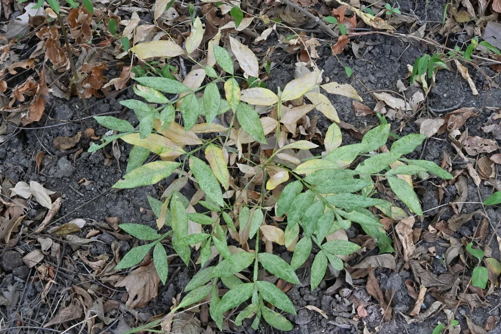 Pistacia Chinensis