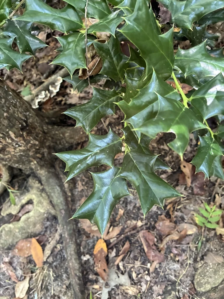 Ilex Cornuta