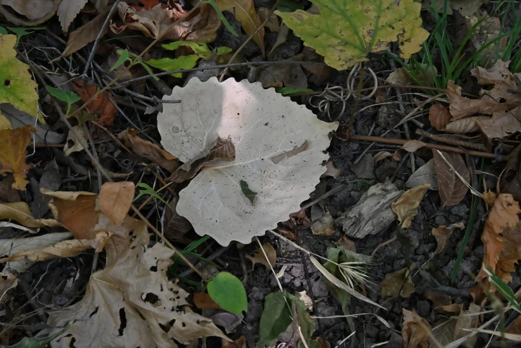 Populus Deltoides