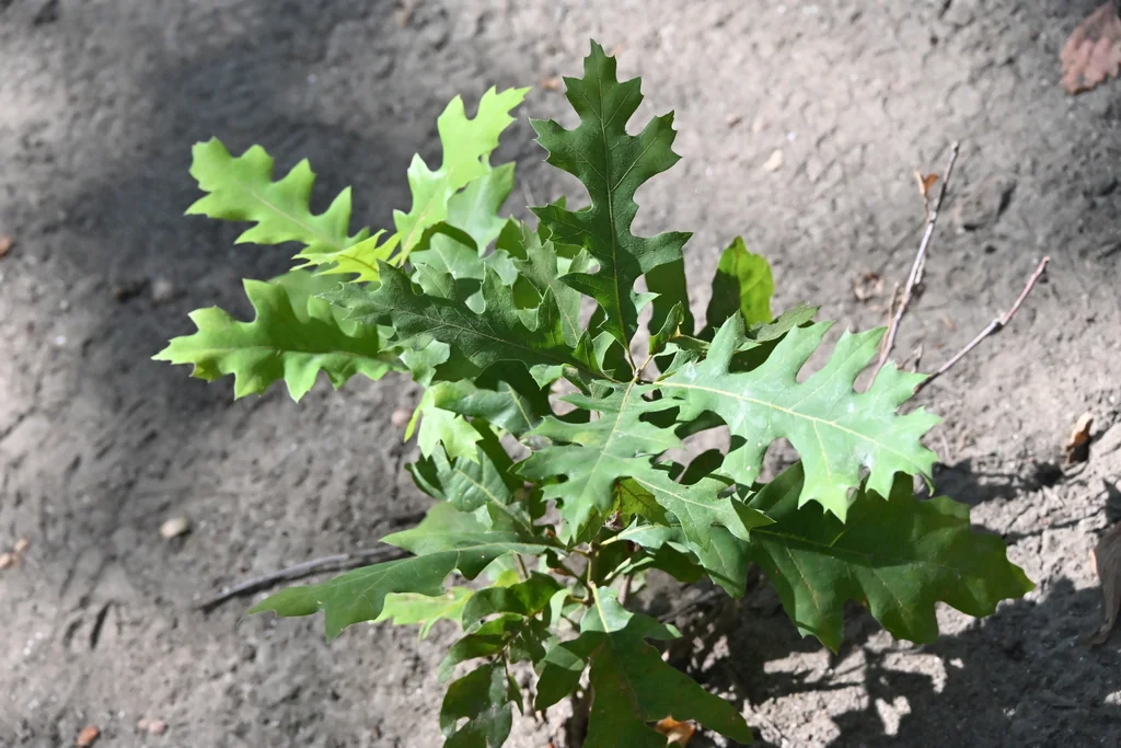 Quercus Shumardii
