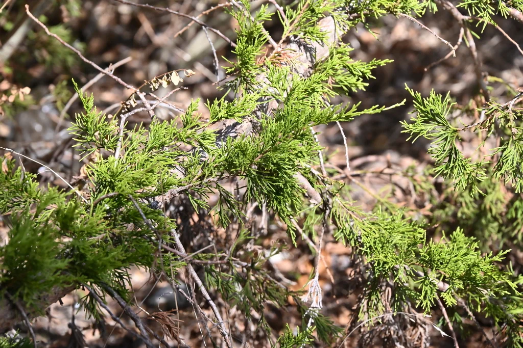 Juniperus Virginiana