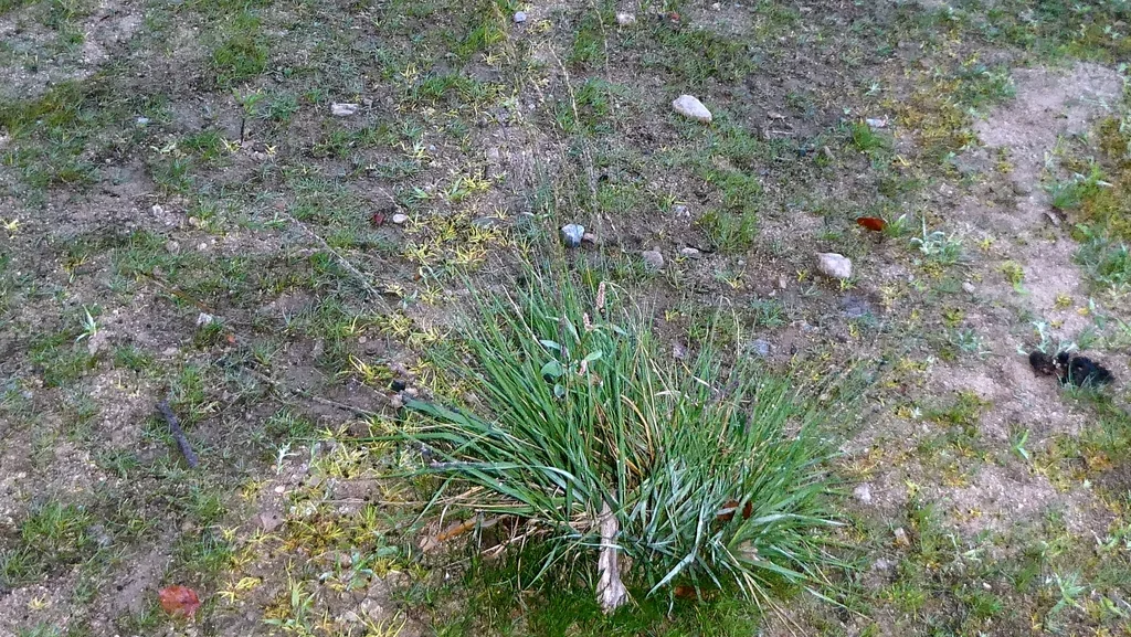 Molinia Caerulea
