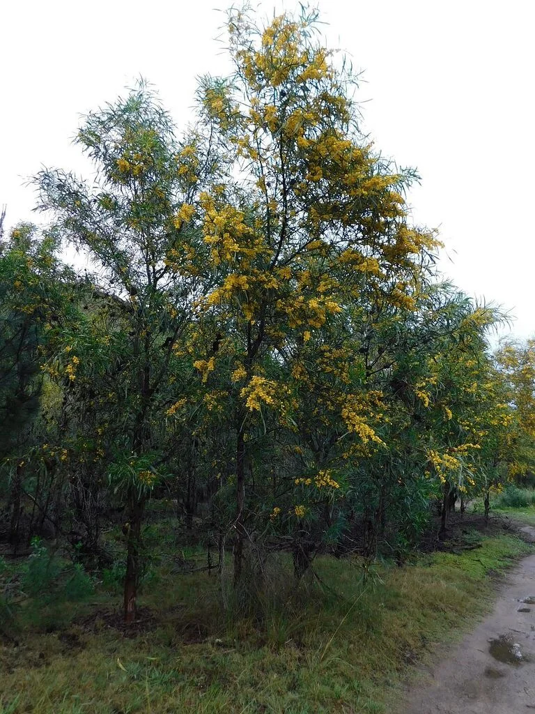 Acacia Saligna