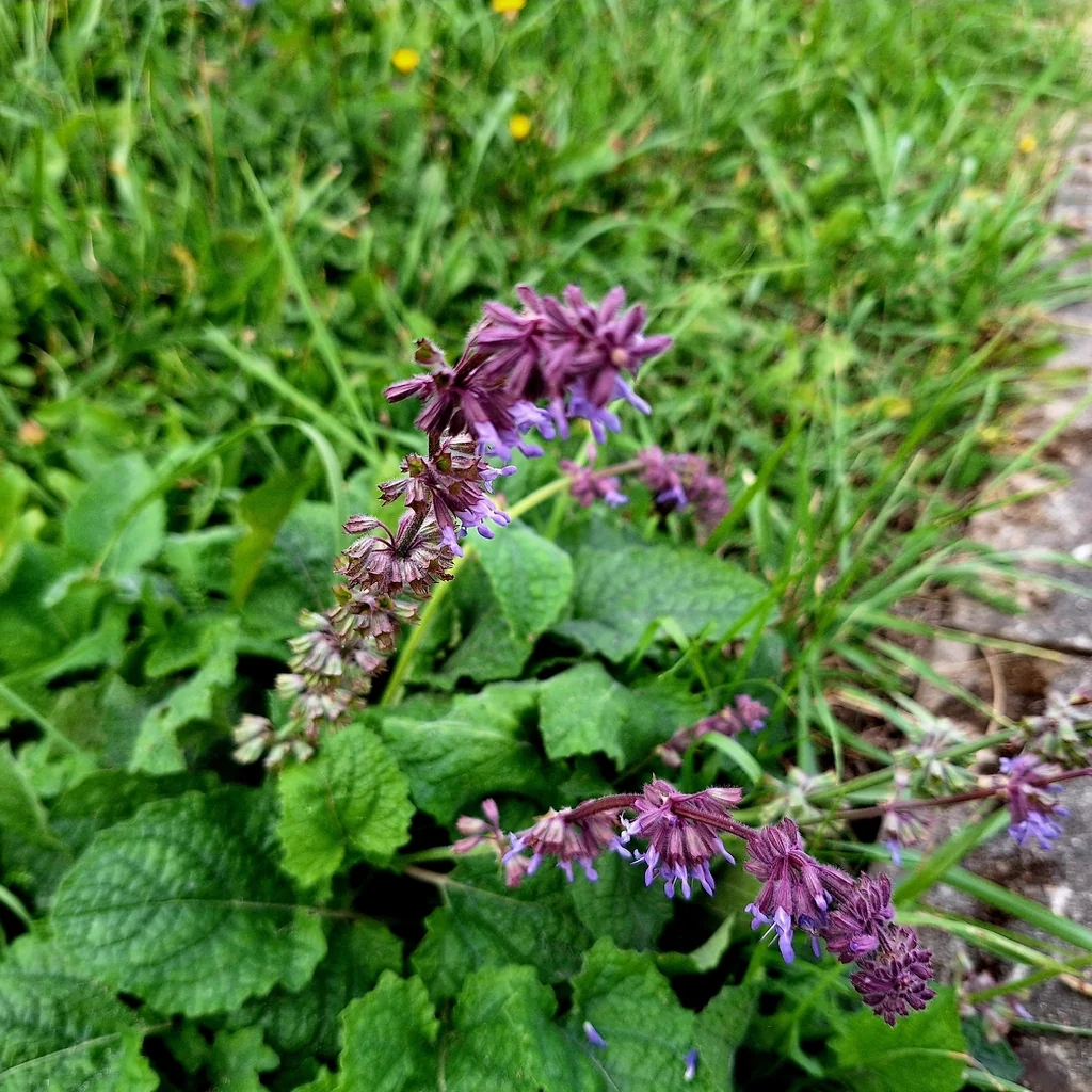Salvia Verticillata