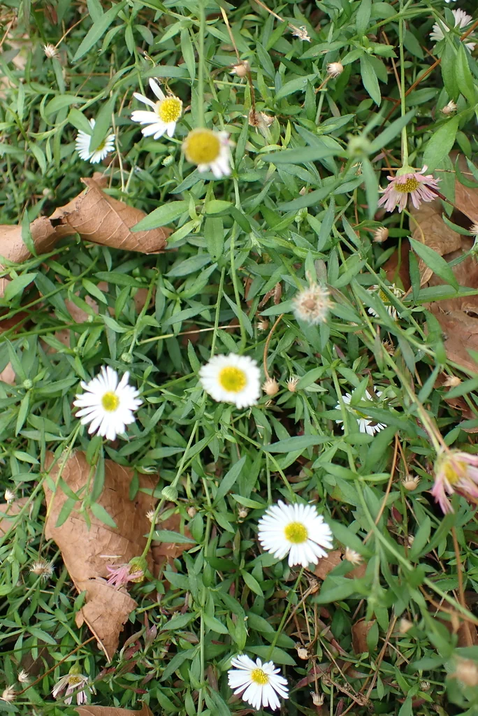 Erigeron Karvinskianus