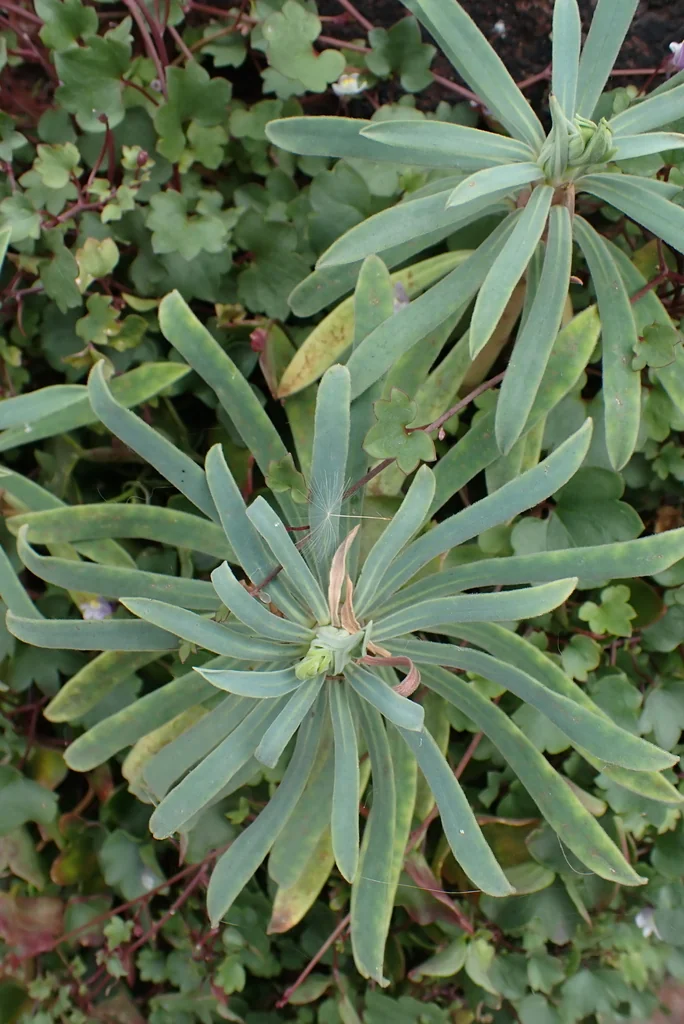 Euphorbia Characias