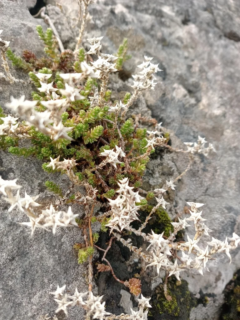 Sedum Acre