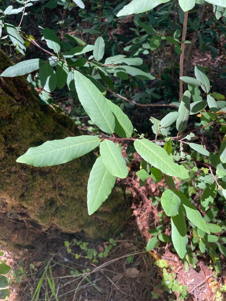 Frangula Californica